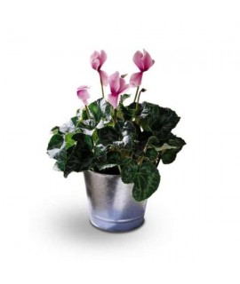 Cyclamen Plant Cyclamen Plant